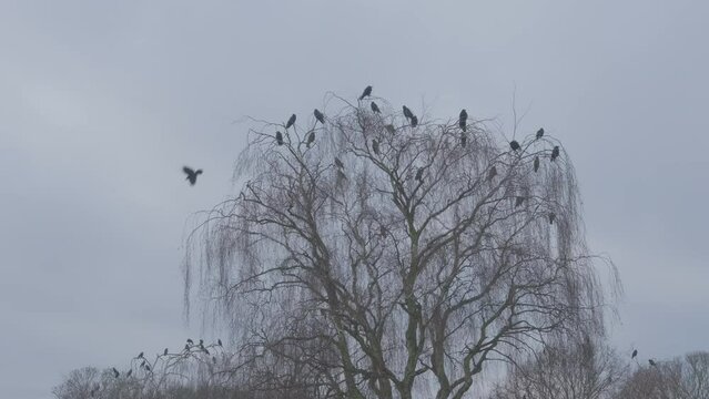 A Sinister Murder of Crows Perched in a Skeletal Weeping Wintery Silver Birch Tree