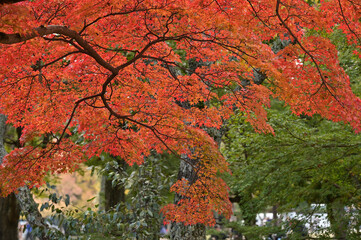 red maple tree in autumn at Nara park