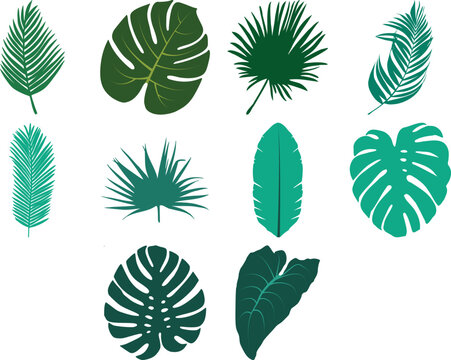 Various jungle foliage, tropical vector leaves. Monstera and palm leaves.