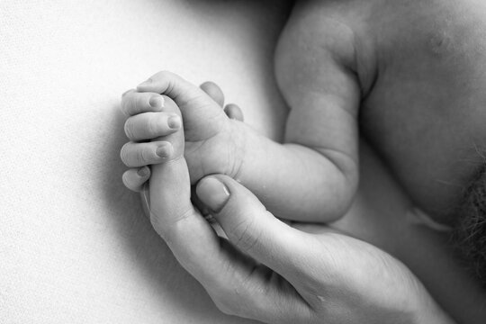 The newborn baby has a firm grip on the parent's finger after birth. Black and white photo.