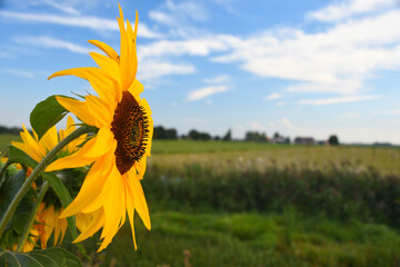 Sonnenblume am Feld