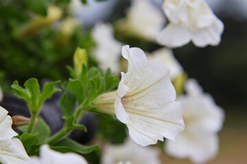 close up of white flowers