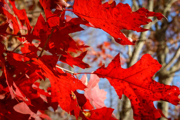 red maple leaves