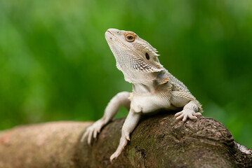 A white bearded dragon resting on a tree trunk with bokeh background