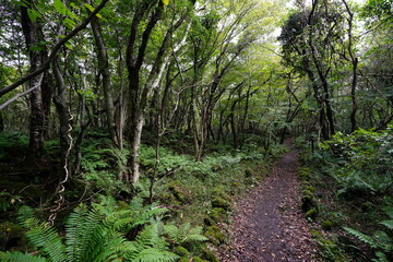 autumn path through fern and old trees