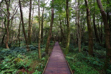 fine walkway to deep forest
