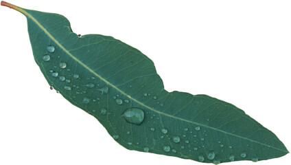 Eucalyptus leaf with water drop