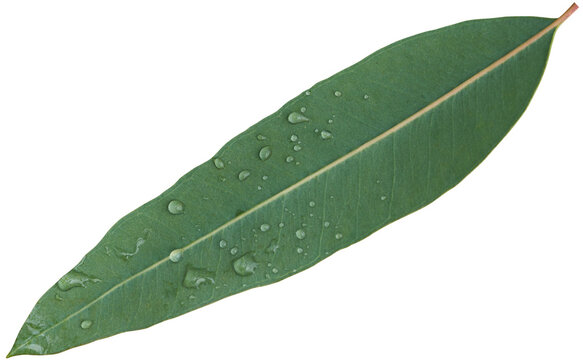 Eucalyptus leaf with water drop