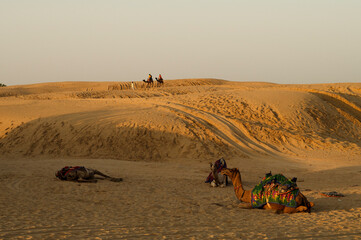 Cameleer taking tourists on camel to watch sun rise, at Thar desert, Rajasthan, India. Dromedary, dromedary camel, Arabian camel, or one-humped camels are resting.
