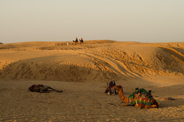 Cameleer taking tourists on camel to watch sun rise, at Thar desert, Rajasthan, India. Dromedary,...