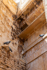 Bats hanging from wall of Raja Rani Mahal, inside Jaisalmer fort. Rajasthan, India.