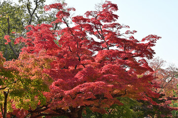 red maple tree in Nara Park