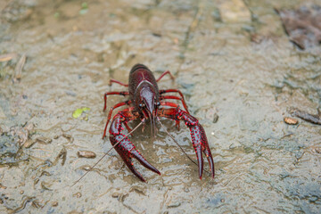 A Red swamp crawfish or crayfish crawl on the ground.
