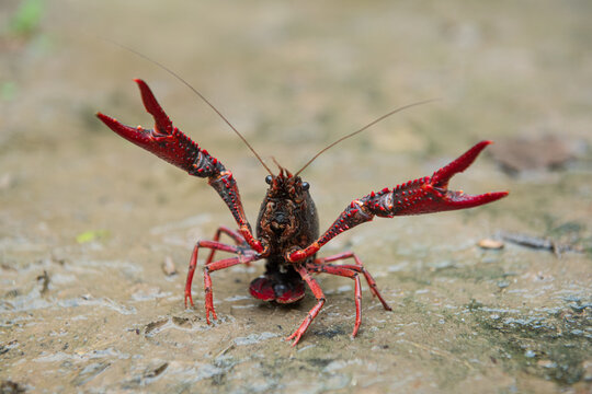 A Red swamp crawfish or crayfish on the ground.