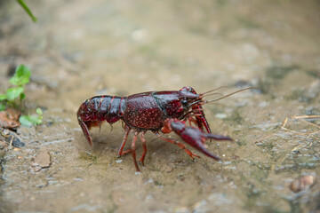 A Red swamp crawfish or crayfish crawl on the ground.