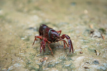 A Red swamp crawfish or crayfish crawl on the ground.