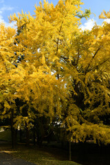 東大寺境内のイチョウ