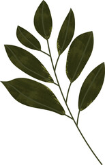 Watercolor leaf vector