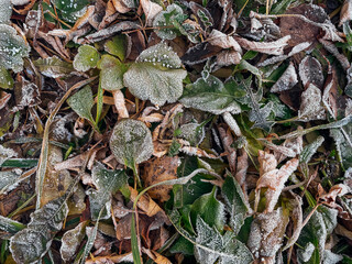 Frozen leaves on a ground. Brown, green and yellow fallen leaves covered with a hoar. Thin white layer of the first rime on fallen leaves.