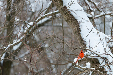 Red male Northern Cardinal perched on a snow covered tree