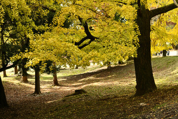 autumn in Todai-ji temple