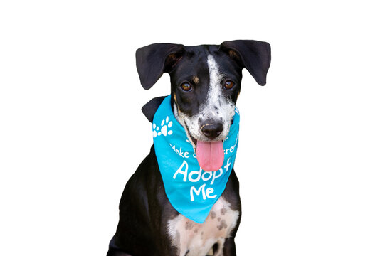Dog Rescue Adoption Animal Shelter Transparent Background