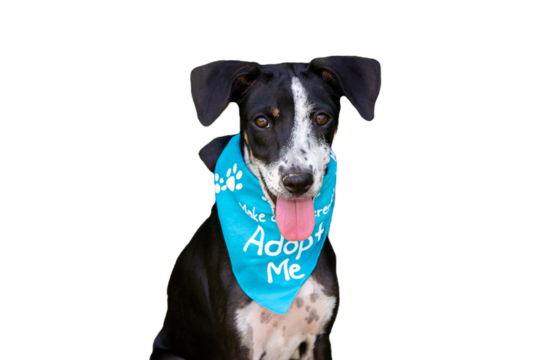 Dog Rescue Adoption Animal Shelter Transparent Background