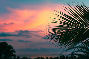 Palm leaves and trees against the background of the sea at a colorful sunset