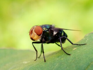 A common green bottle fly sits on a stem. The common green bottle fly is a fly that is found in most areas of the world and is the best known of the many species of green bottle fly.