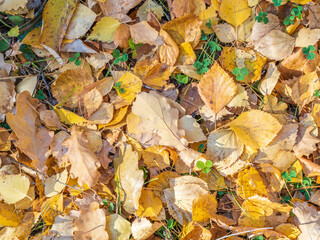 Orange, brown and yellow fallen oak leaves in the sunlight.