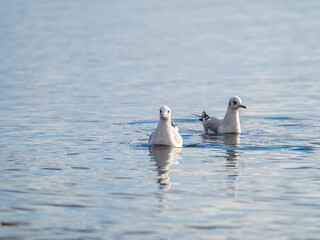 Flock of Seagulls, The Black-headed gulls, Adult birds in winter plumage, swims on the calm lake shore