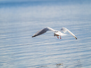 Fototapeta na wymiar Beautiful Black Headed Gull, in elegant flight over blue water