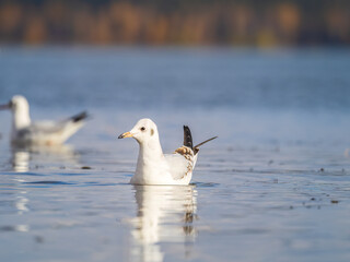 One Seagull, The Black-headed gull, Adult bird in winter plumage, swims on the calm lake shore