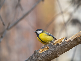 Cute bird Great tit, songbird sitting on the branch with blured background