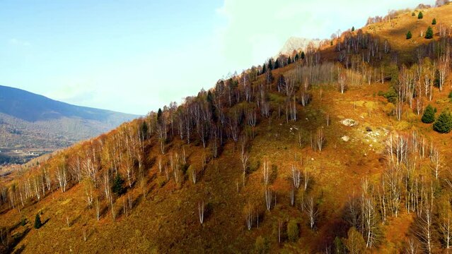 Autumn Bird's Eye : A Majestic View of Yellow Trees Blanketing the Mountainous Forest