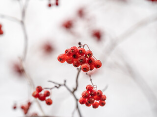 A bunch of red rowan in autumn leaves.
