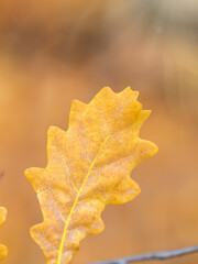 Oak branches with yellow leaves in autumn park