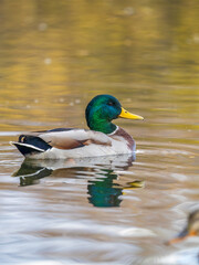 Fototapeta premium Duck swims in the pond. Mallard, lat. Anas platyrhynchos, male