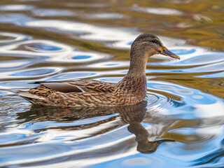 Mallard female Duck swims in the pond.