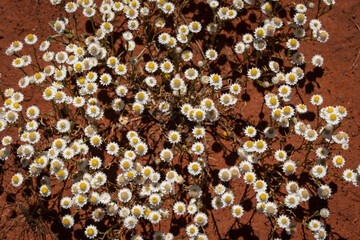 Wildflowers in the Red Centre, Northern Territory, Australia