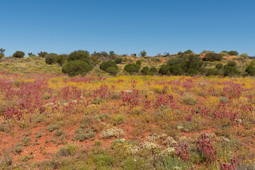Wildflowers in the Red Centre, Northern Territory, Australia