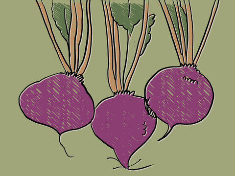 An Illustration of  a bunch of casava