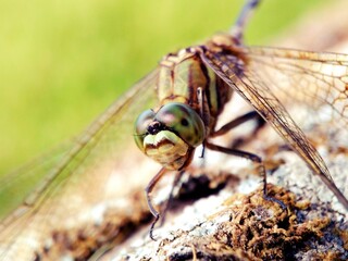 Insect perched on a leaf. Animal