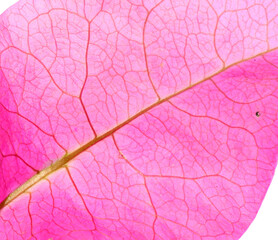 Beautifully textured flower petal