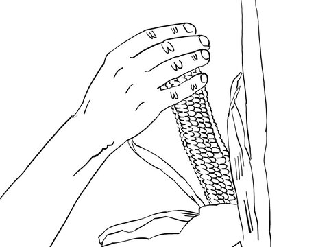 An Illustration of a hand holding corn