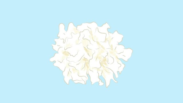 White Taiwan ingredient Tremella fuciformis in simple cute flat illustration footage video