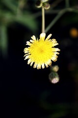The flowers and green leaves in the yard are so beautiful