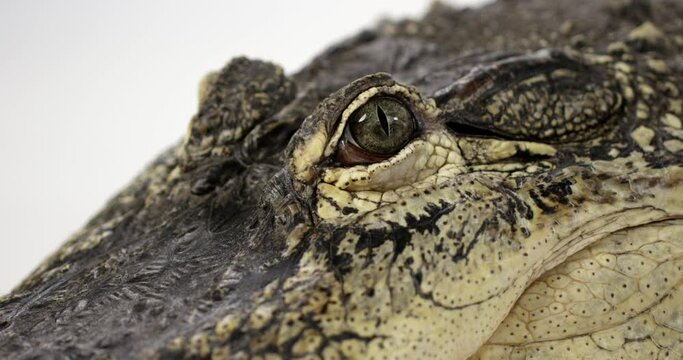 American Alligator stares directly into camera with unflinching eye - close up - Dangerous creatures