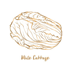 Golden Chinese cabbage line drawing vector on white background