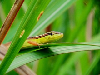 Lizard on green grass in field.